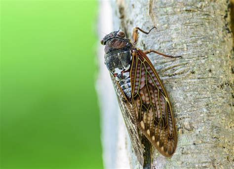 Cicadas in Japan