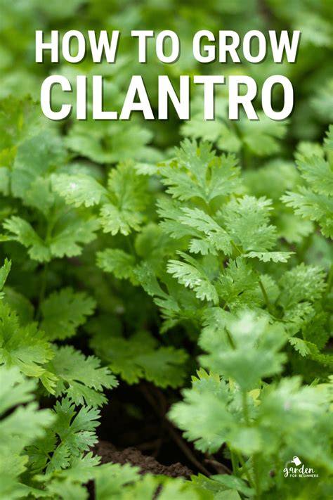 cilantro going to seed