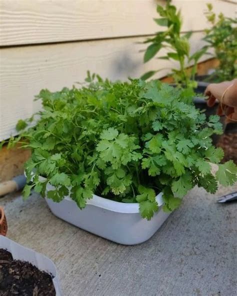 cilantro planting companions