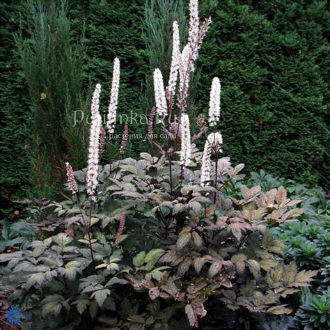 cimicifuga ramosa