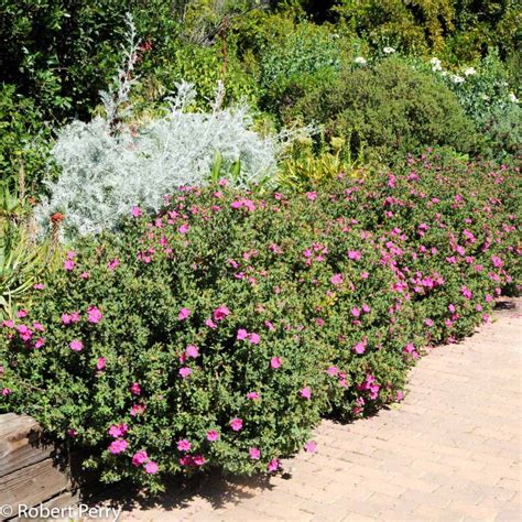 cistus sunset rockrose