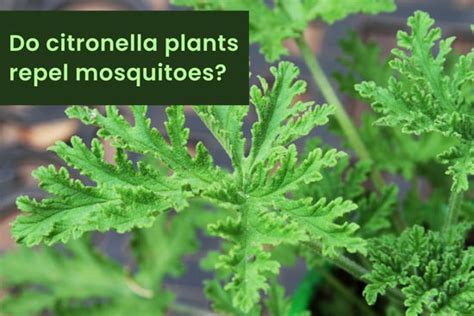 citronella repel mosquitoes