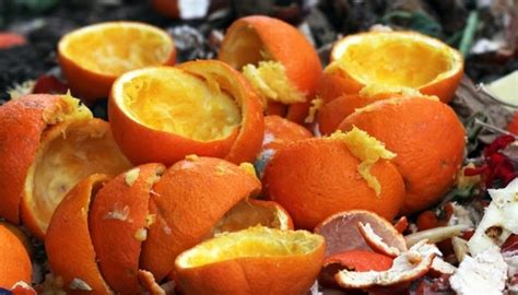 citrus peels compost