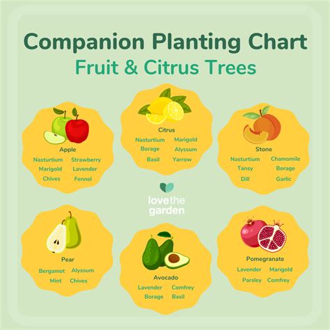 citrus tree companion plants