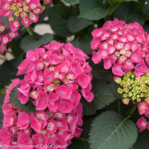 cityline paris hydrangea