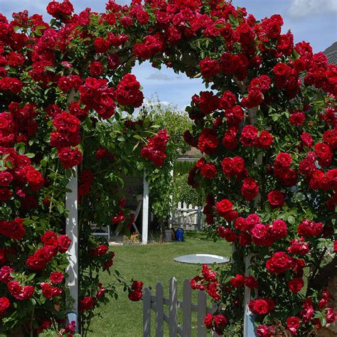 cl blaze climbing rose