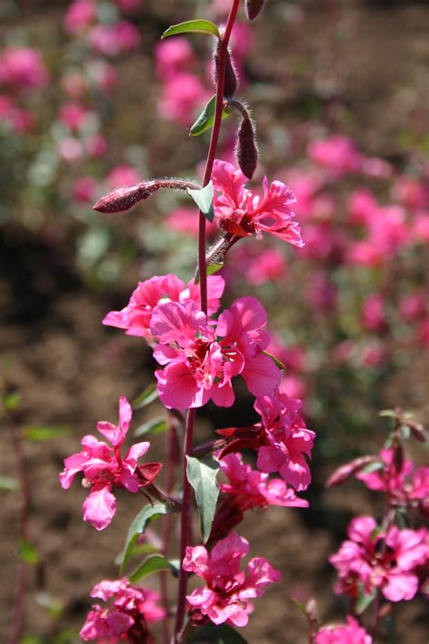 clarkia elegans