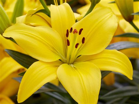 classic joy asiatic lily