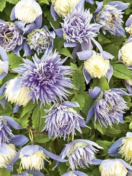 clematis alpina ocean pearl