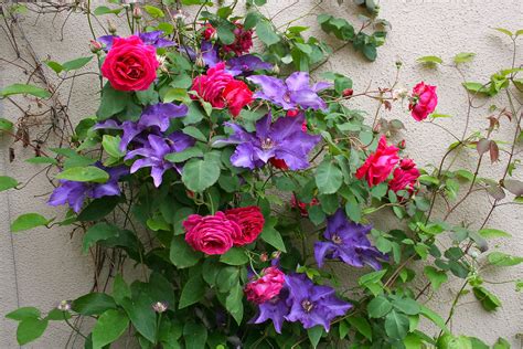 clematis and climbing roses