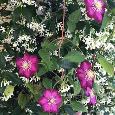 clematis and jasmine together