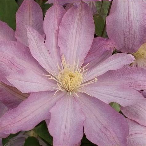 The Beauty of Clematis Archie: A Comprehensive Guide