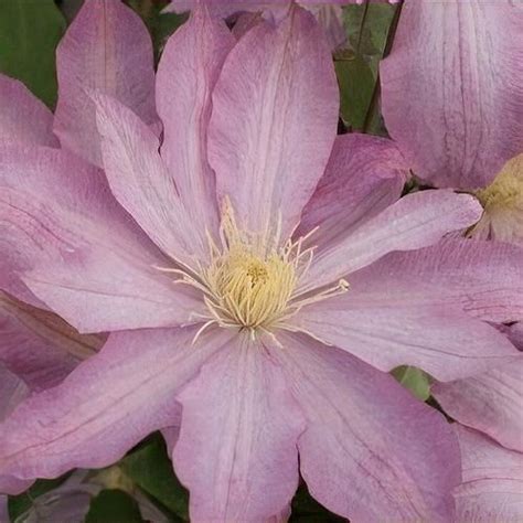 clematis archie