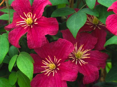 The Beauty of Clematis Barbara Harrington