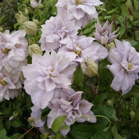 clematis bellissima