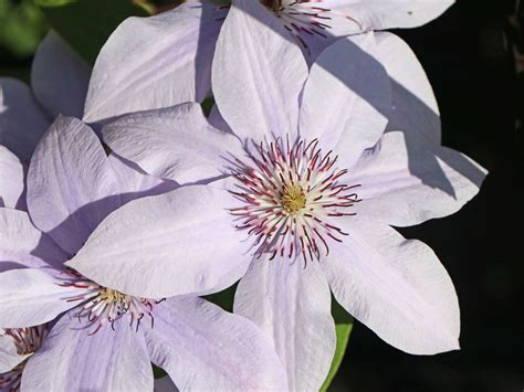 clematis bernadine