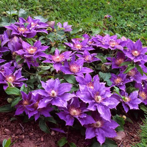 clematis bijou