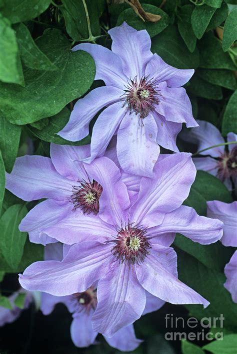 clematis blue ravine