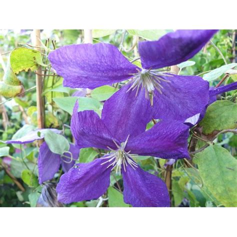 clematis blue sensation