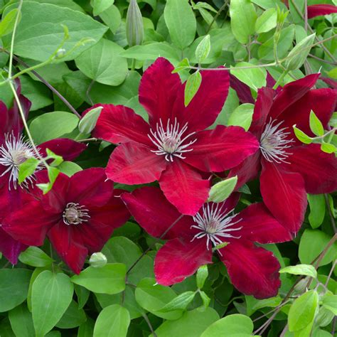 clematis charmaine