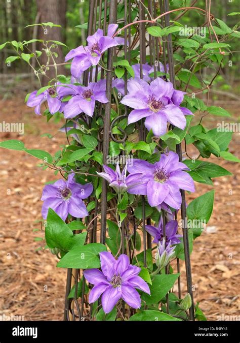 clematis climbing vine