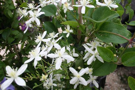 clematis early snow
