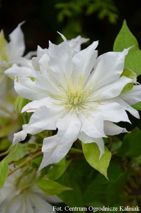 clematis first love
