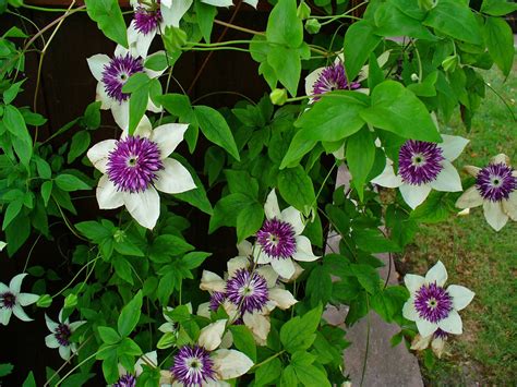 The Beauty of Clematis Florida Sieboldii