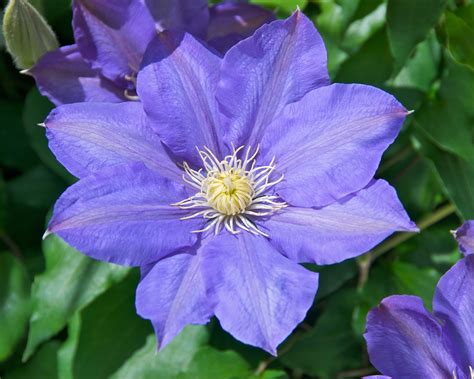 clematis flower