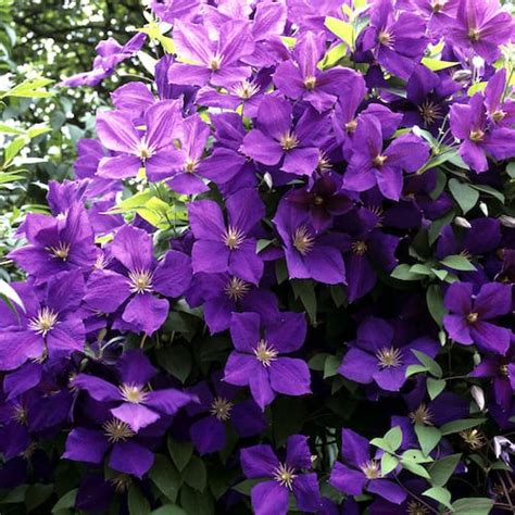 clematis for heavy shade