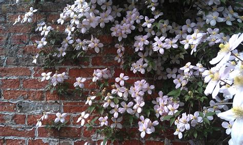 clematis for south facing wall