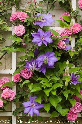 clematis for west facing wall