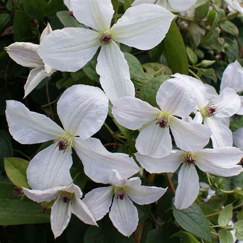 clematis forever friends