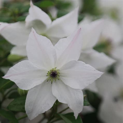 clematis forever friends