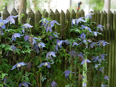 clematis francis rivis