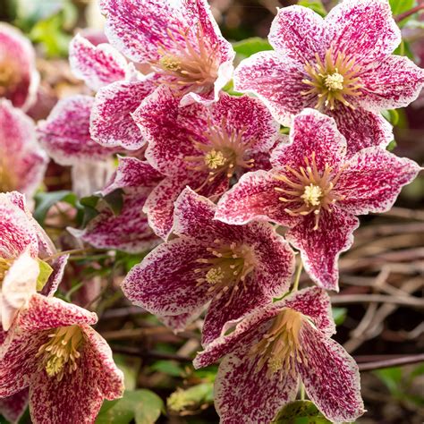 clematis freckles