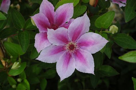 clematis girenas