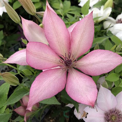 clematis giselle