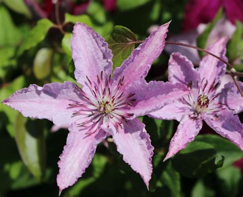 clematis hagley hybrid