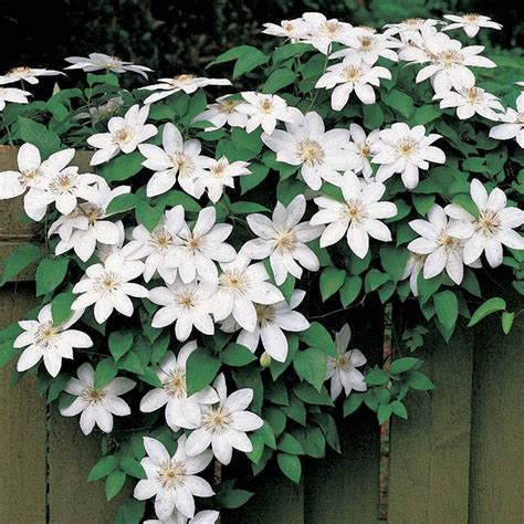 clematis henryi