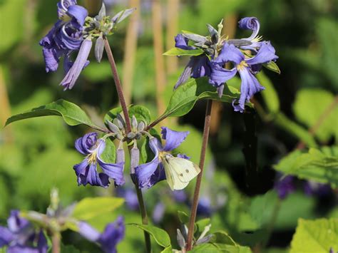 clematis heracleifolia