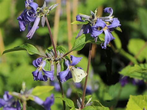 clematis heracleifolia