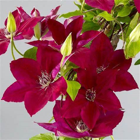 clematis hisako