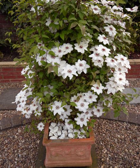 clematis in containers