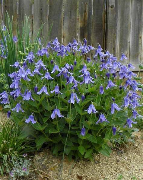 clematis integrifolia