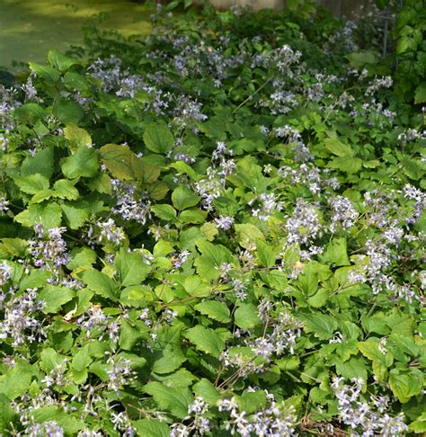 The Beauty and Charm of Clematis Jouin Praecox