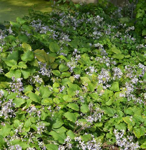 clematis jouin praecox