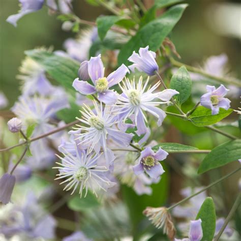 clematis jouiniana mrs robert brydon