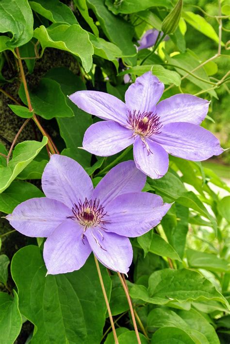 clematis lavender flowers