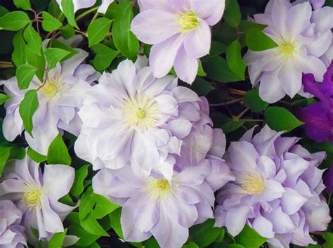 clematis louise rowe